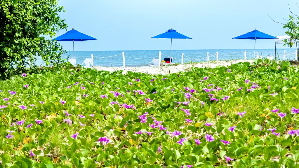 flores-playa-morros-kai-cartagena.webp